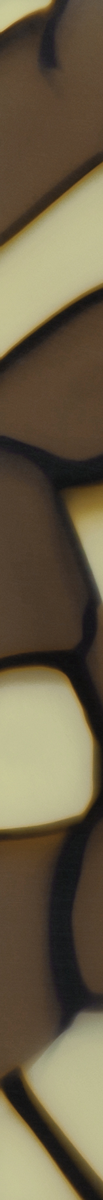 020250CTN