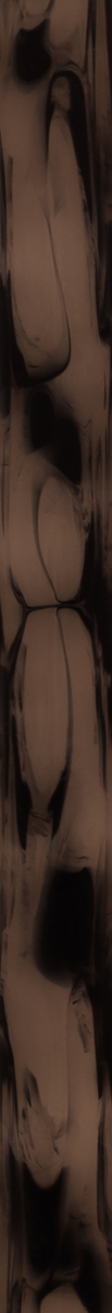 C11031