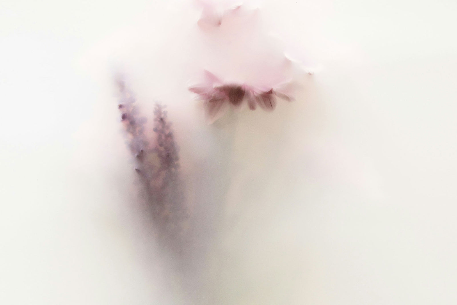 Monocolors Silmo 2025 - Milky